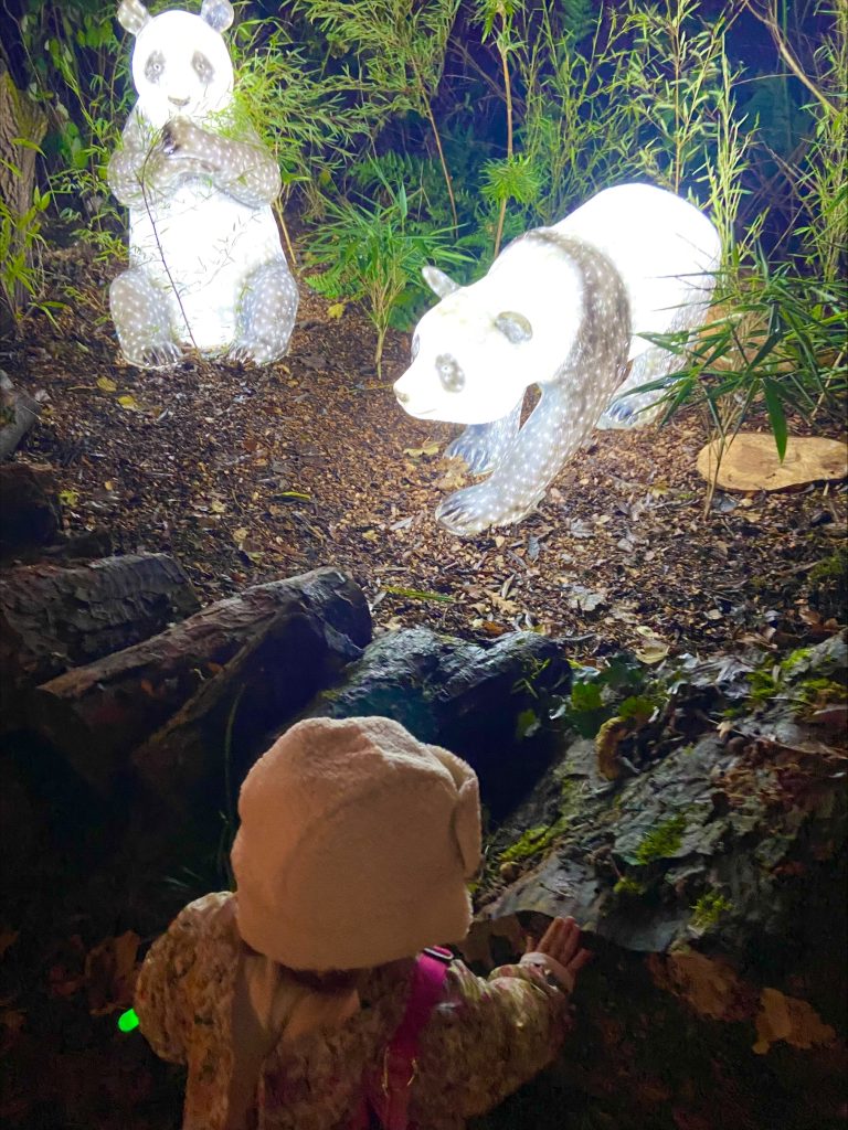 Enchanted at Knowsley pandas