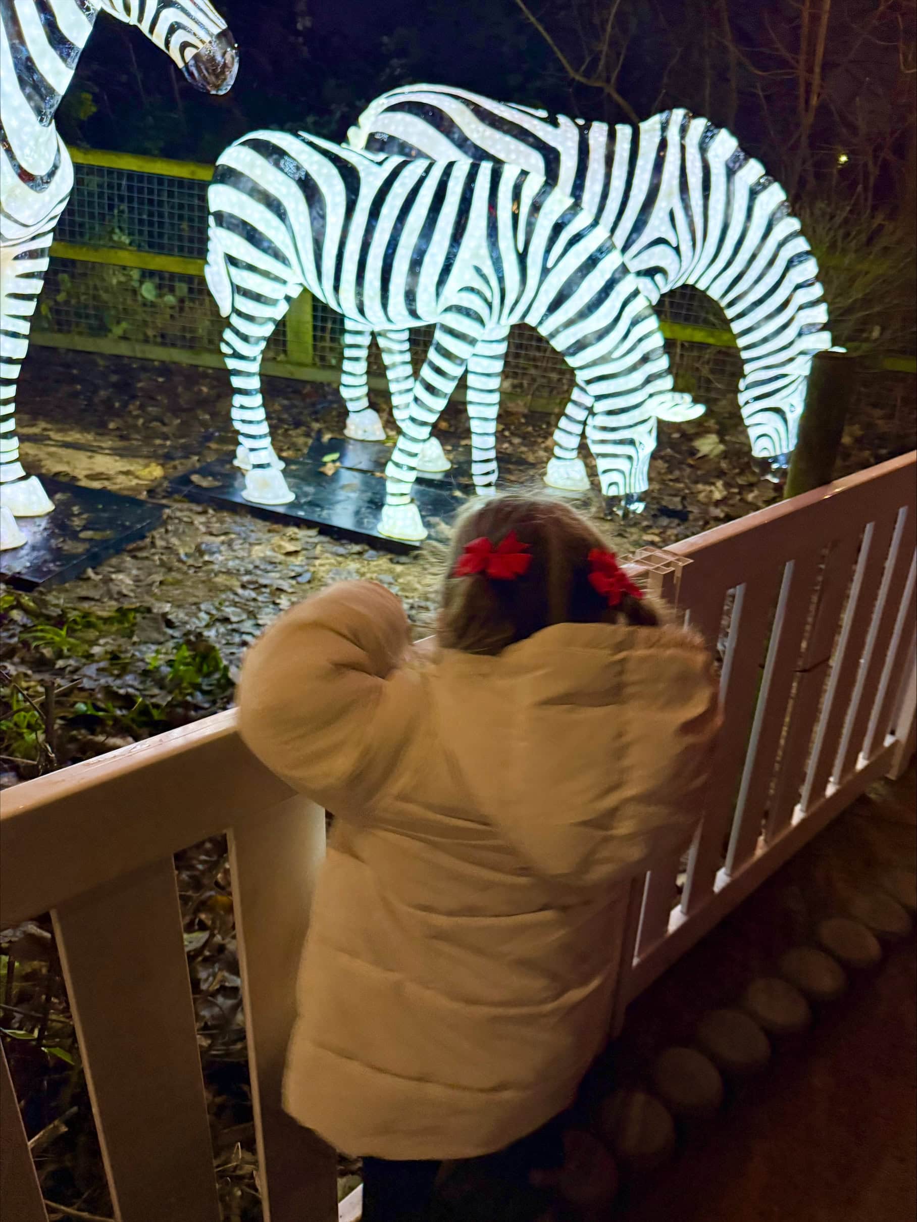 Enchanted at Knowsley Zebras
