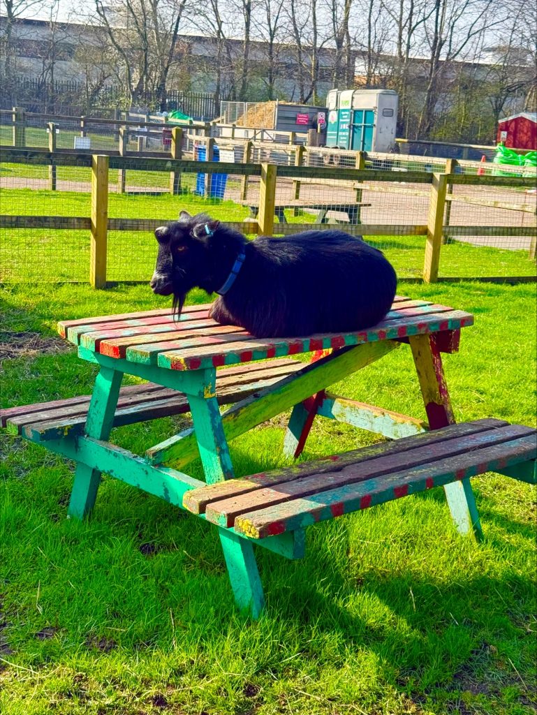 A goat at Acorn Farm Kirkby