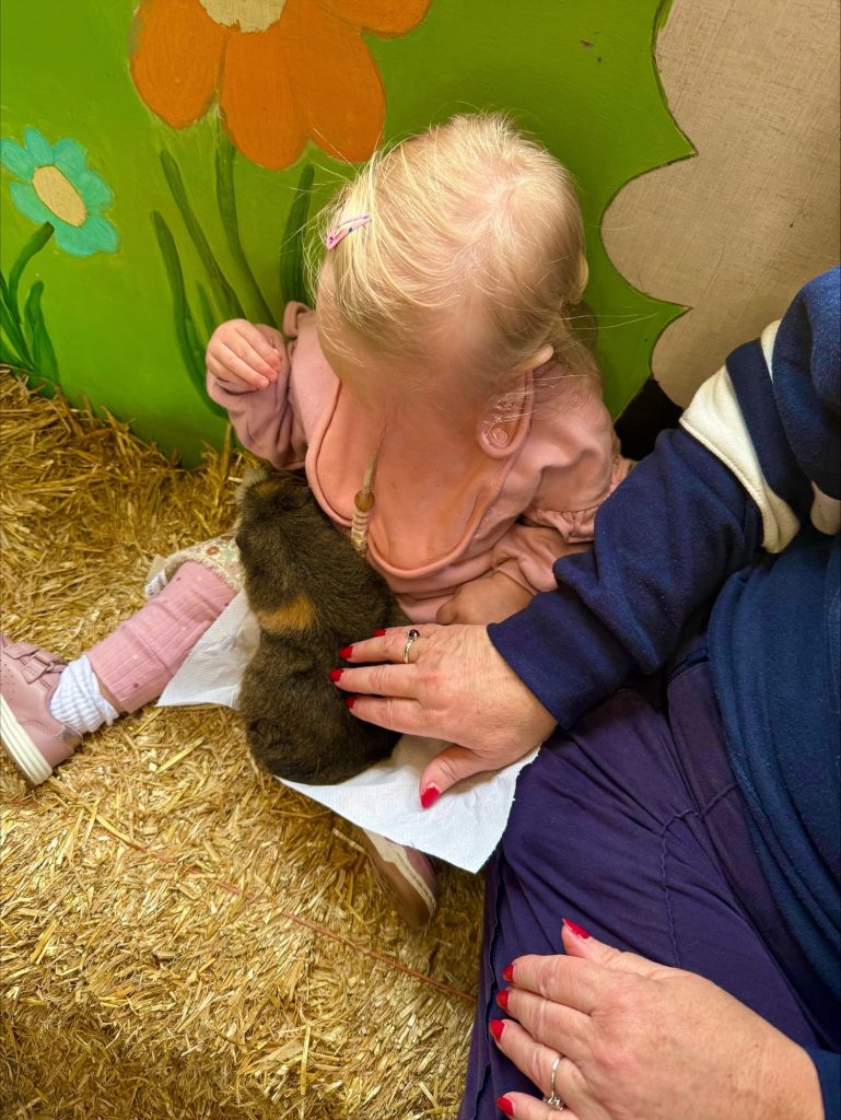 Acorn Farm,Kirkby, Petting area