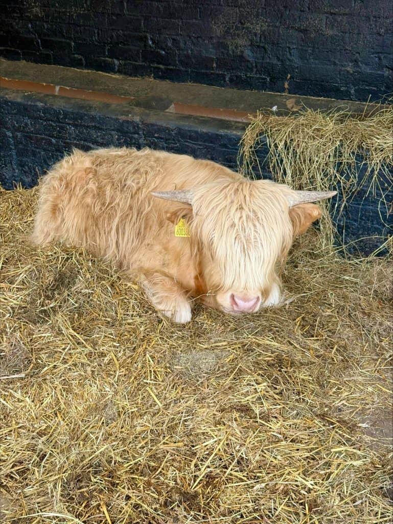 Croxteth Park Farm - Cow