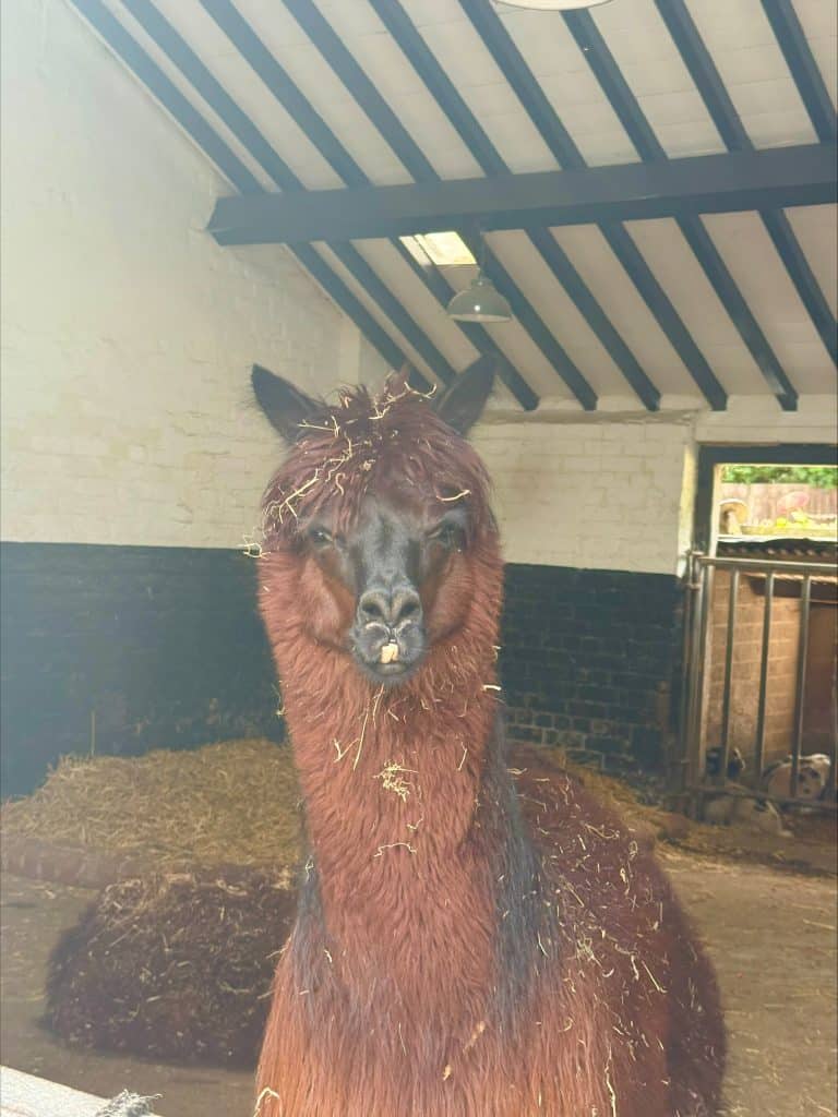 Croxteth Park Farm - animal