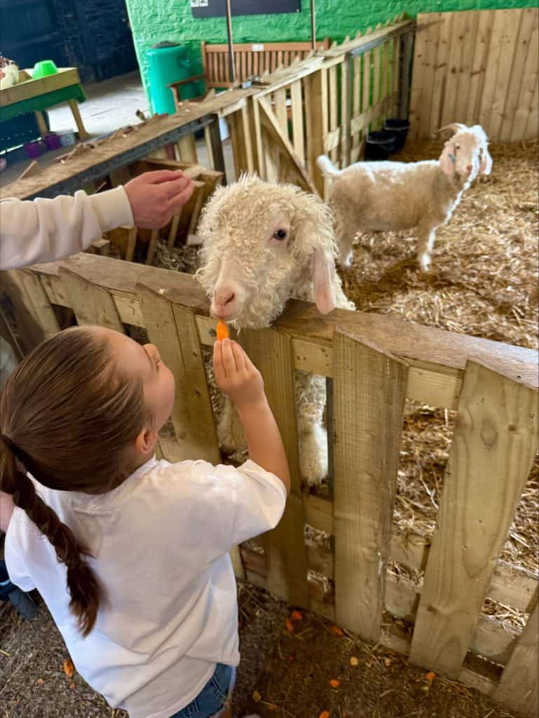 Croxteth Park Farm - feeding lamb