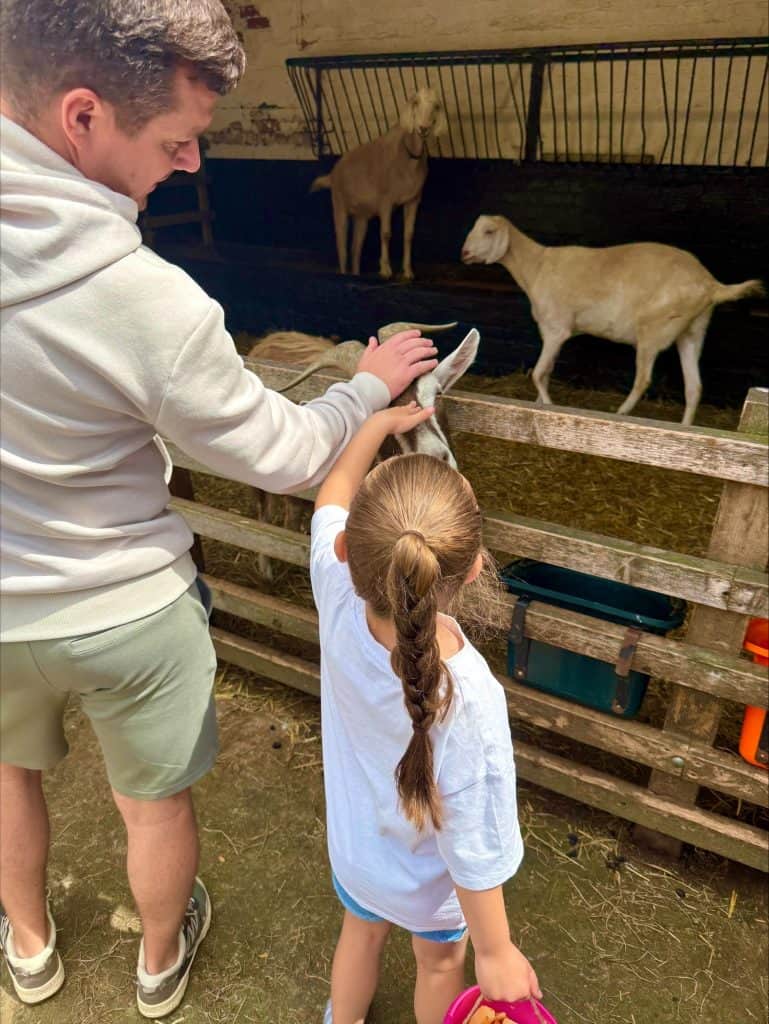 Croxteth Park Farm - feeding sheep