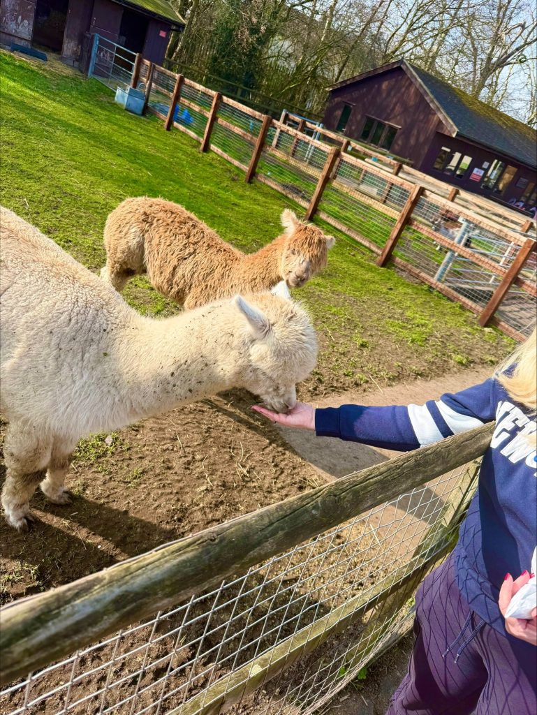 Feeding animals at Acorn Farm, Kirkby