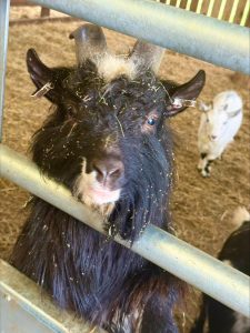 Goat at Windmill Farm, Burscough