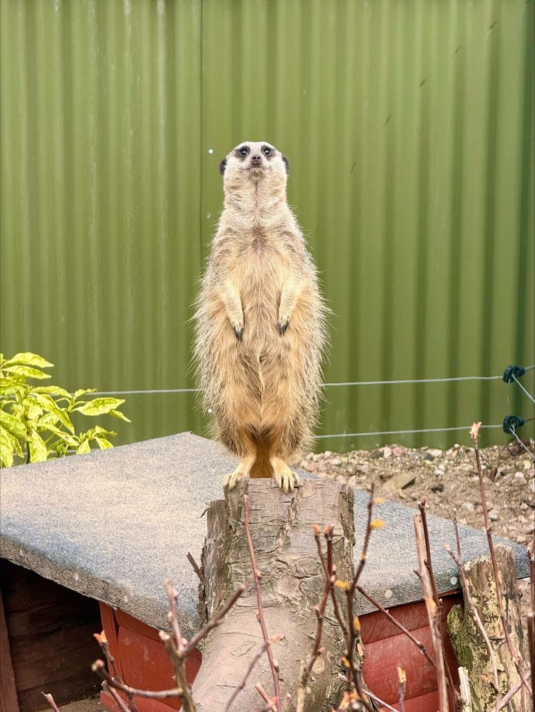 Meercat at Acorn farm Kirkby