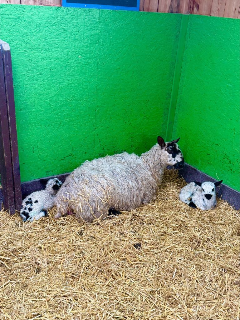 New lambs at Acorn Farm, Kirkby