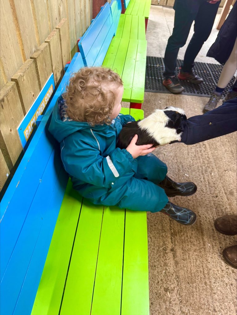 Petting animals in Windmill Farm, Burscough