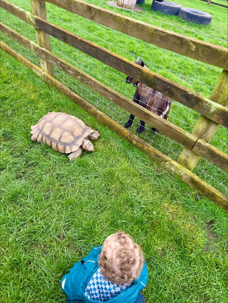 Tortoise at Windmill Farm, Burscough