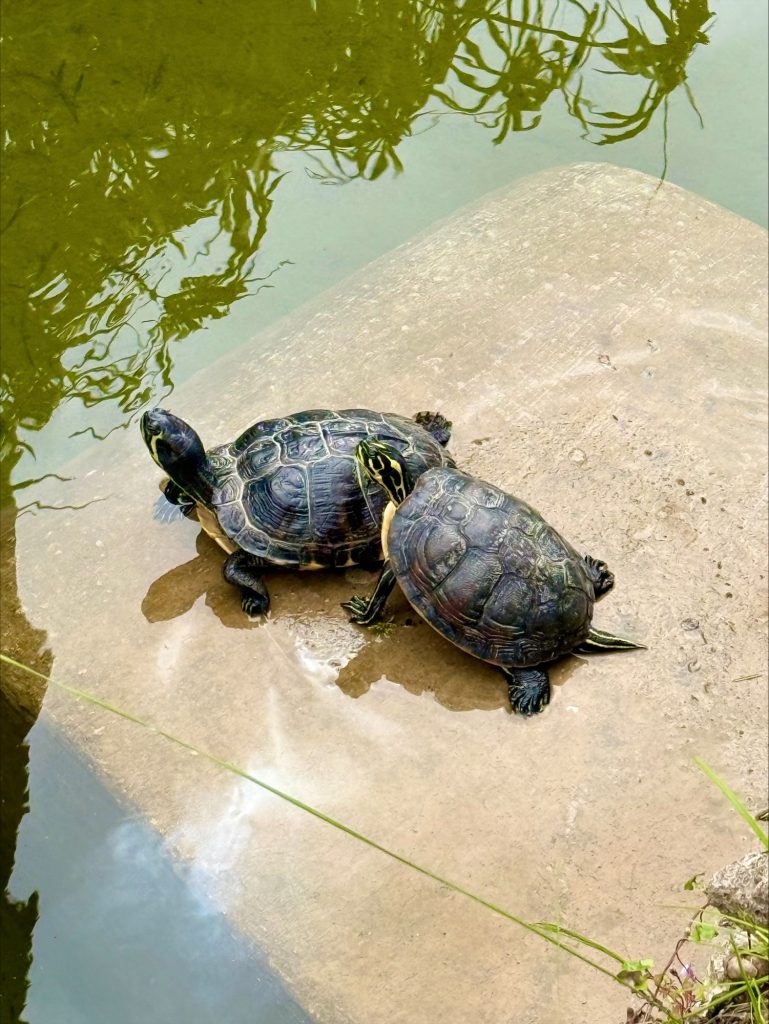 Tavira - Jardim do Coreto terrapins 2