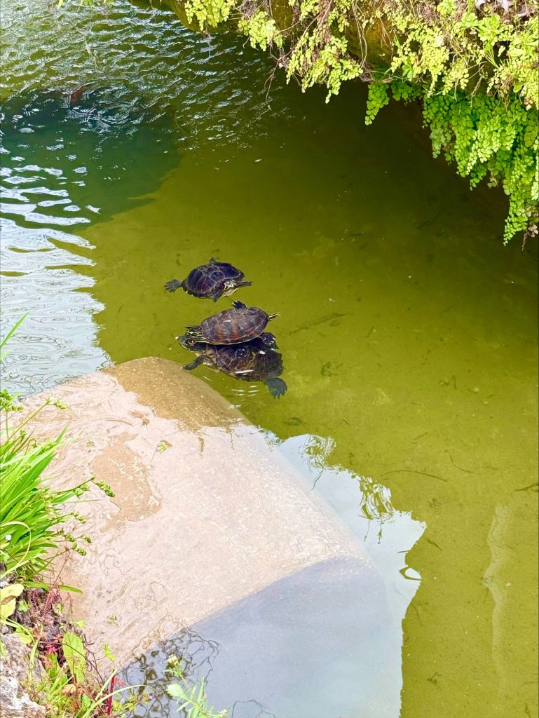 Tavira - Jardim do Coreto terrapins