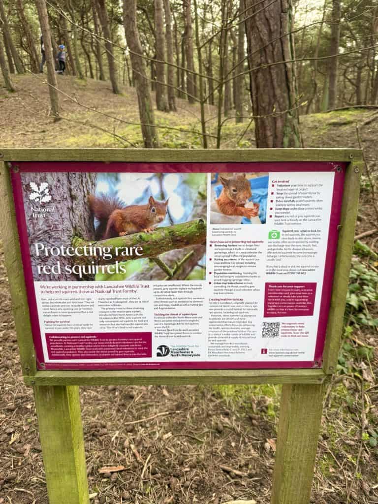 Formby beach squirrel info