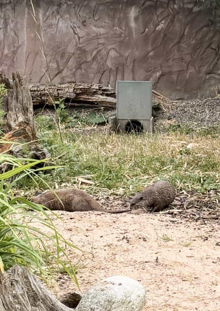 Martin Mere Otters