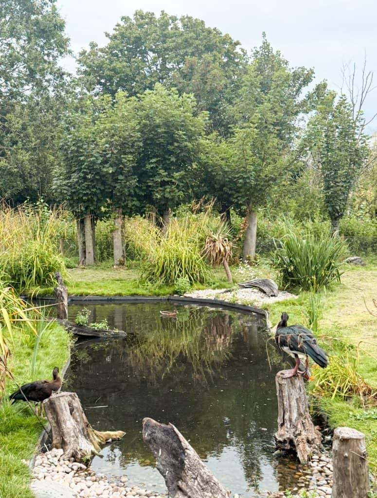 Martin Mere wildlife