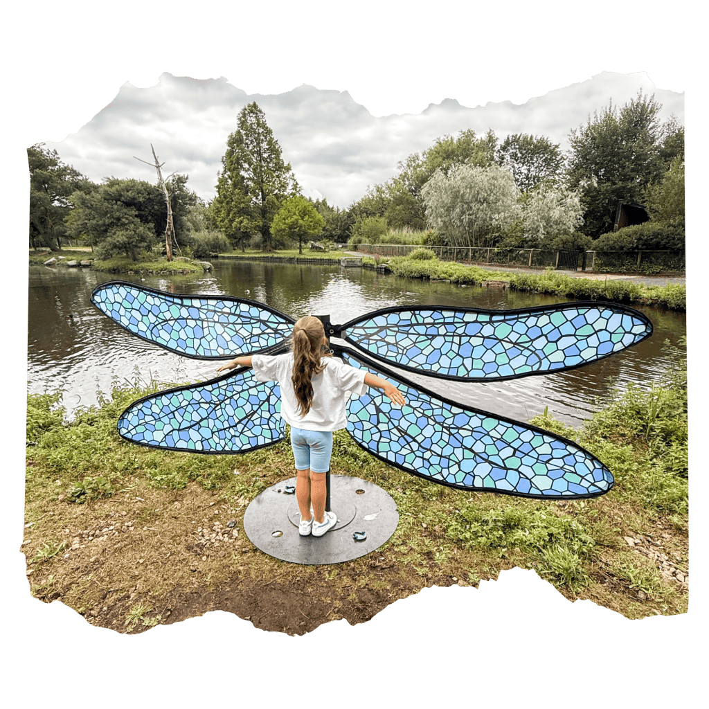 Martin Mere butter fly wings