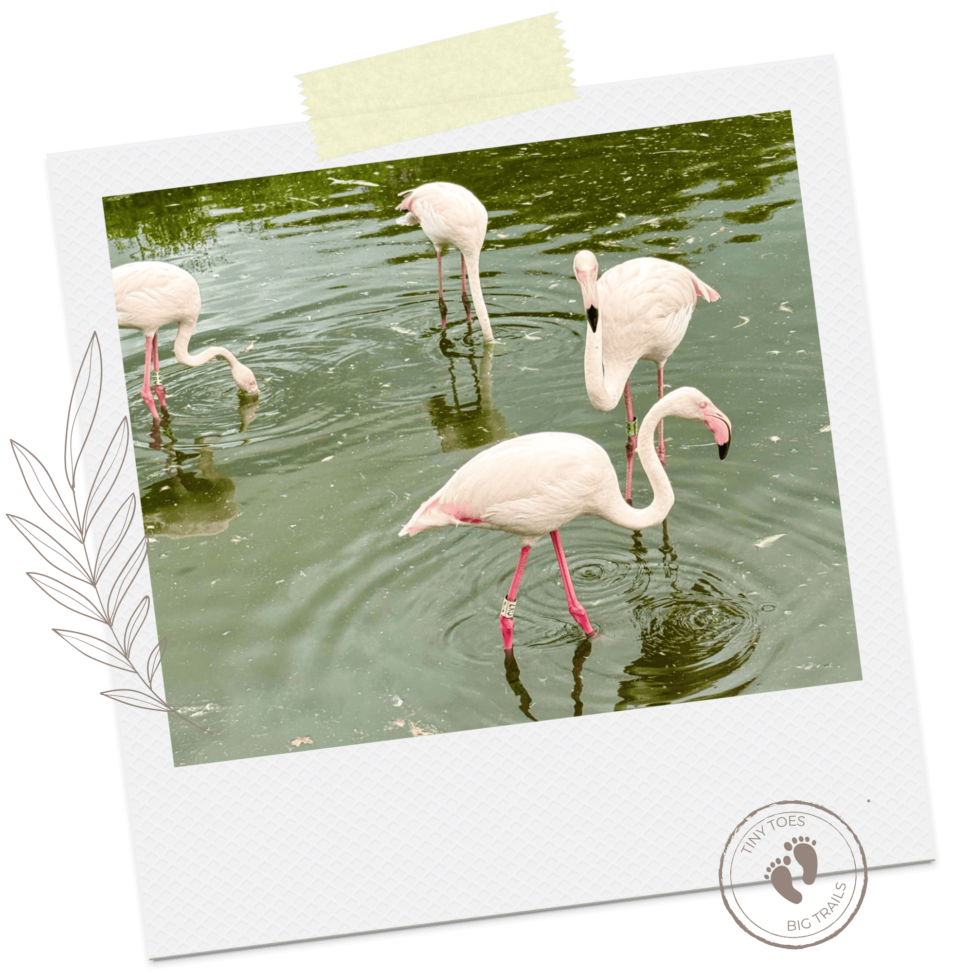 Martin Mere flamingos on a polaroid frame