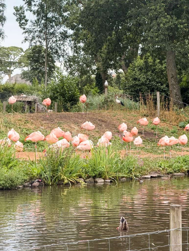 Martin Mere flamingos