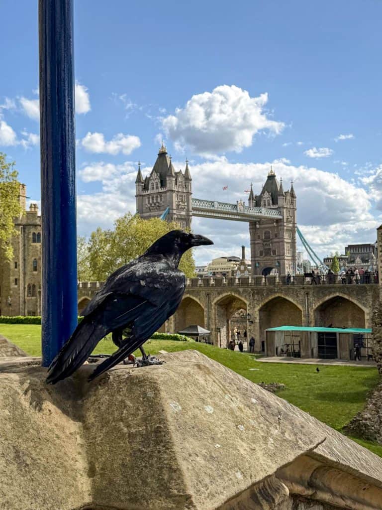 Raven with Tower Bridge London